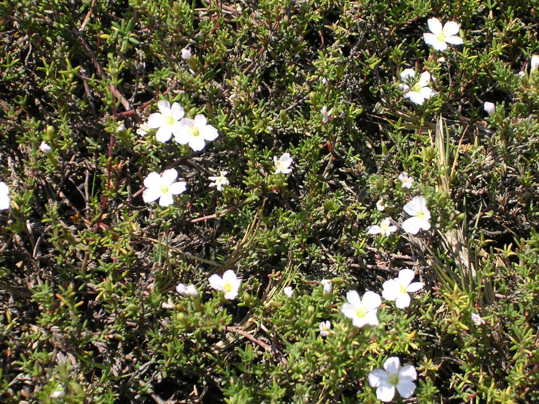 Southern Sea-heath_Frankenia pauciflora_1.jpg